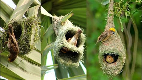 Wild Bird Nests Making Full Process Baya Weaver Bird Nesthouse Build