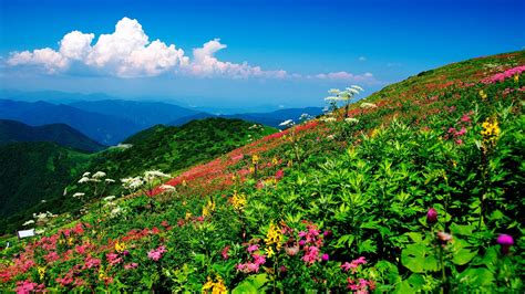 Flowers On The Mountainside 4k Ultra Hd Wallpaper Background Image