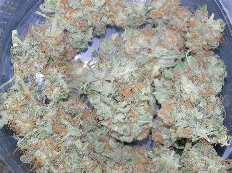 Strain-Gallery: Skunk #1 (Sensi Seeds) PIC #29051411012681013 by KushIsGood