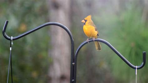 Yellow Cardinal Seen In Port St Lucie Is A National Sensation