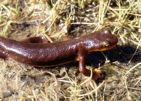 How To Tell The Difference Between Male And Female Newts Cuteness