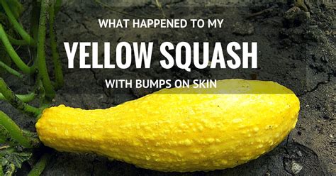 What Happened To My Yellow Squash With Bumps On Skin