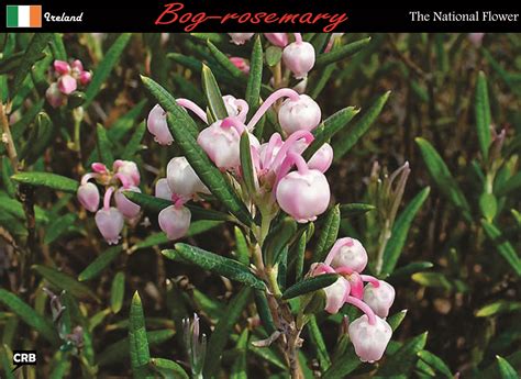 Who delivers flowers to ireland. #flower Ireland (com imagens)