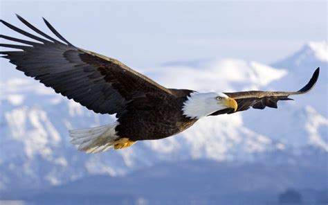 Native American Eagle Hd Wallpapers Top Free Native American Eagle Hd Backgrounds
