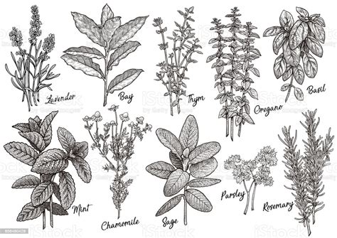 Group Of Herbs And Spices Illustration Drawing Engraving Ink Line Art