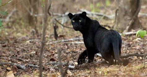 Its use of cg models to replace humans during action sequences. Special Sighting: Panther Spotted in Chhattisgarh After 24 ...