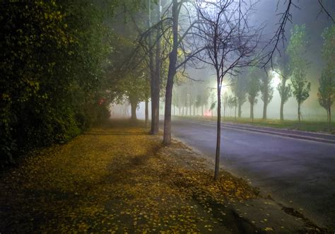 Free Images Fog Nature Atmospheric Phenomenon Morning Mist Tree