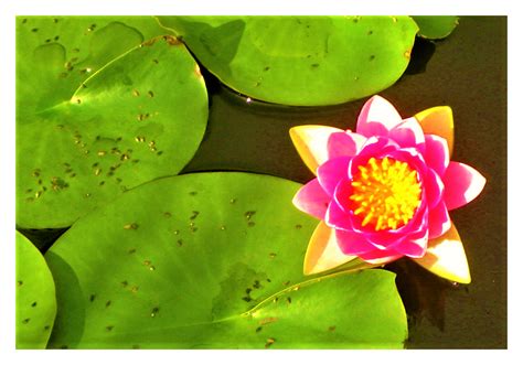 Lily And Pads By Phil Gennuso Available As A Print Fine Art
