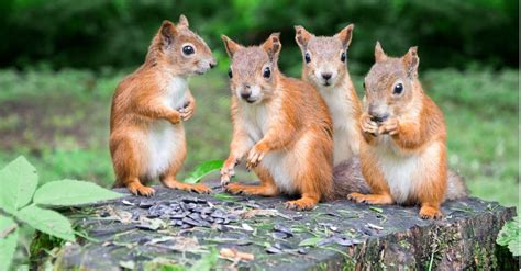 Squirrel Lifespan How Long Do Squirrels Live A Z Animals