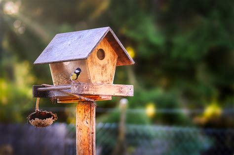 Installer Une Mangeoire à Oiseaux Dans Mon Jardin Instinct Animal