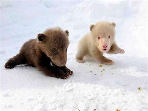 Newborn Grizzly Bear Cubs