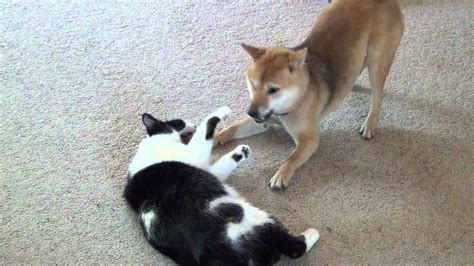 Shiba Inu Playing With Cat Youtube
