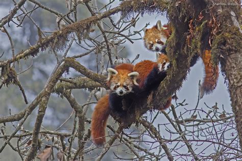 Introducing The Red Panda And Where To Find It In India