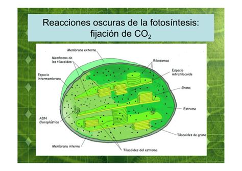 Ejercicio De La Fotos 237 Ntesis Para Tercer Grado De Primaria Riset