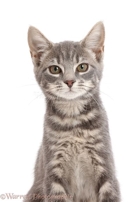 Grey Tabby Kitten Photo Wp43752
