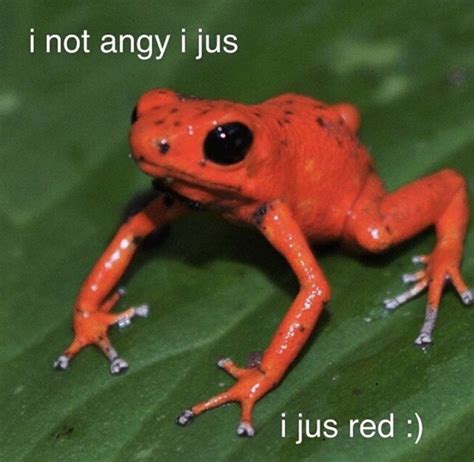 C O N T E N T Cute Memes Cute Frogs Frog Meme