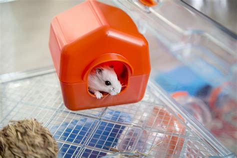 How To Raise A Hamster All The Needs Of This Small Rodent