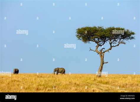 Elephants In Safari Park In Kenya Africa Stock Photo Alamy