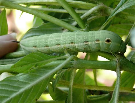 Mother Natures Garden Evolution Tersa Sphinx Moth Caterpillar