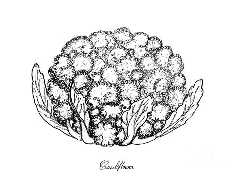 Cauliflower Drawing, Pencil, Sketch, Colorful, Realistic Art Images