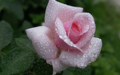 Raindrops On Pink Rose Flower Desktop Wallpaper 2560x1600 Download