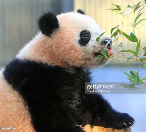 Giant Panda Cub Xiang Xiang Plays At Ueno Zoological Gardens On News