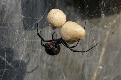 Are Black Widows Poisonous And Deadly Ecoguard Pest Management
