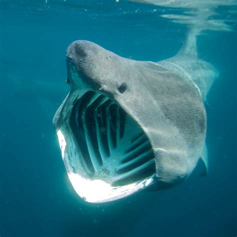Basking Sharks Humans Humans Are Superior Fimfiction