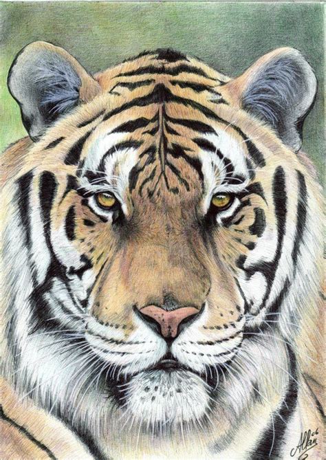 Drawings Cr Ations Artis Allan Biro Tiger Done With Ballpoint Pen