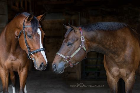 Melinda Brown Arts All Creatures Photography The Girls