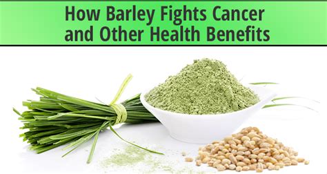 Its historical importance is reflected in its. How Barley Fights Cancer and Other Health Benefits