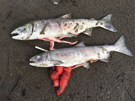 Warm Waters Across Alaska Cause Salmon Die Offs Juneau Empire