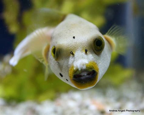 I Present The Dog Faced Puffer The Cutest Fish I Ever Did See Raww