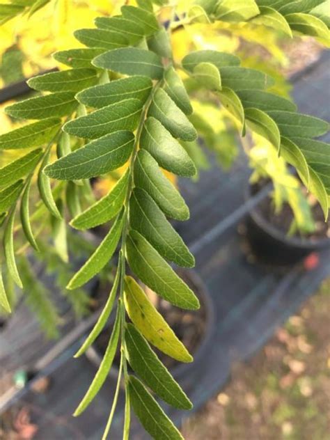 Check spelling or type a new query. Honey Locust 'Shademaster' — Urban Tree Growers