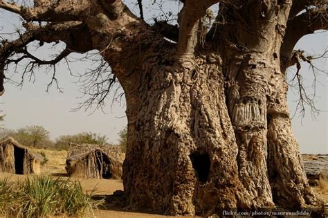 Baobabs The Worlds Fattest Trees Insureandgo