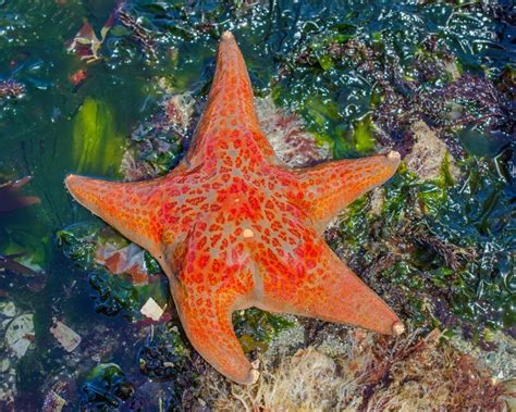 The Most Visually Stunning Sea Stars Starfish In The World Sea Star