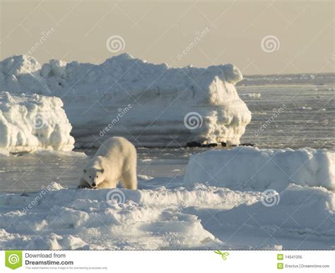 Polar Bear King Of The Arctic Stock Image Image Of White Bear 14541205