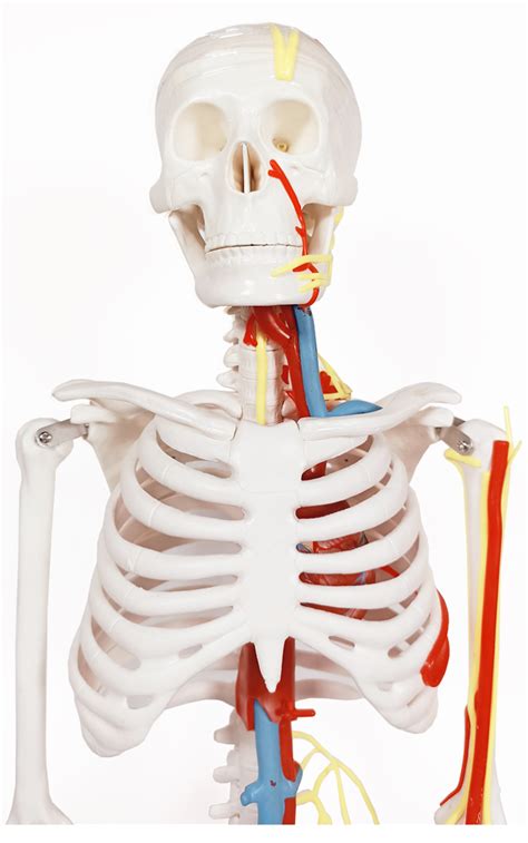 Modelo Anatomico Esqueleto Cm Con Nervios Y Vasos Sanguineos My XXX