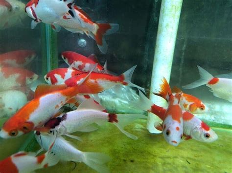 Pond Fish For Sale Koi Goldfish Free Delivery 10 Miles From Le92ap In