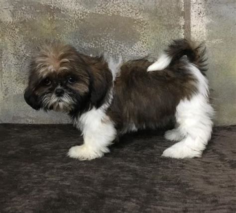 Quality bred akc shih tzus. Shih Tzu Puppy for Sale - Adoption, Rescue for Sale in Wayland, Iowa Classified | AmericanListed.com
