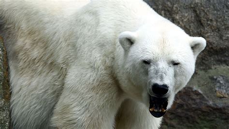 Male Polar Bear Kills Female During Mating Attempt At Detroit Zoo Wjbf