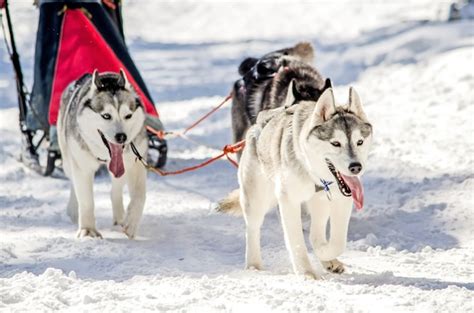 Premium Photo Dog Sledding Siberian Husky Sled Dog Team In Harness