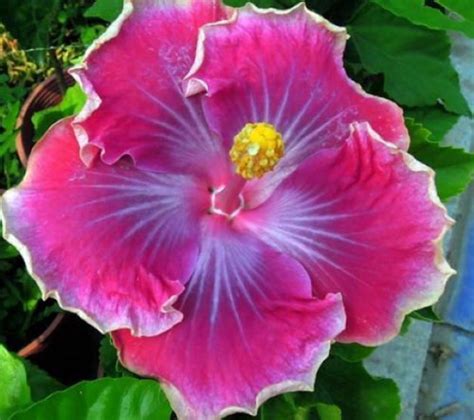 Beautiful Desire Hibiscus Plant Rooted Tropical Hibiscus Etsy