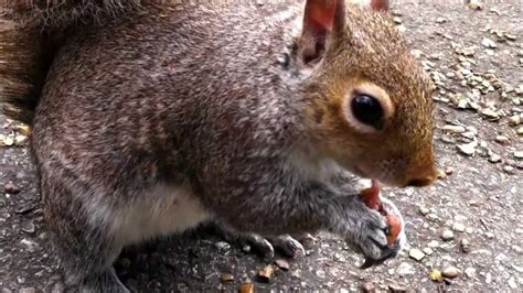 Feeding Cute Squirrel Hyde Park London Youtube