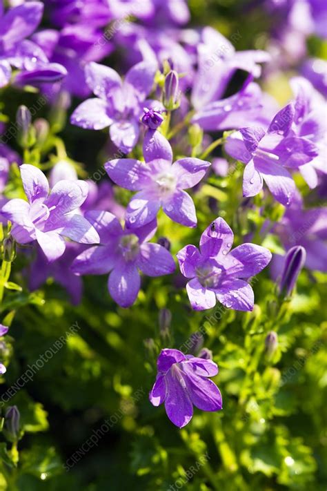 Bellflower Campanula Stock Image C0041136 Science Photo Library