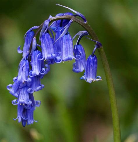 Rare True Wild English Bluebell Hyacinthoides Scilla Non Scripta 20