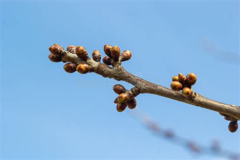 Budding Buds On A Tree Branch In Early Spring Macro Stock Image Image