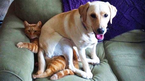 Cat Vs Dog Who Win Funny Reactions Make You Laugh Funny Animals