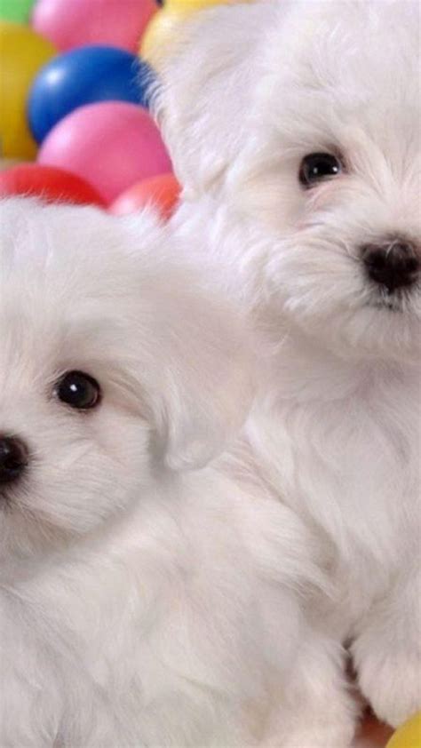 Puppies Iphone Wallpaper Hd ~ Cute Wallpapers 2022