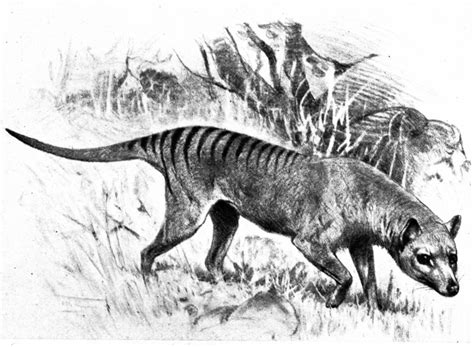The tasmanian tiger, also called tasmanian wolf and thylacine, was neither a tiger nor a wolf, but a the last known tasmanian tiger died in 1936, but hundreds of unconfirmed sightings have spurred. Centre for Fortean Zoology Australia: Thylacines vanish ...
